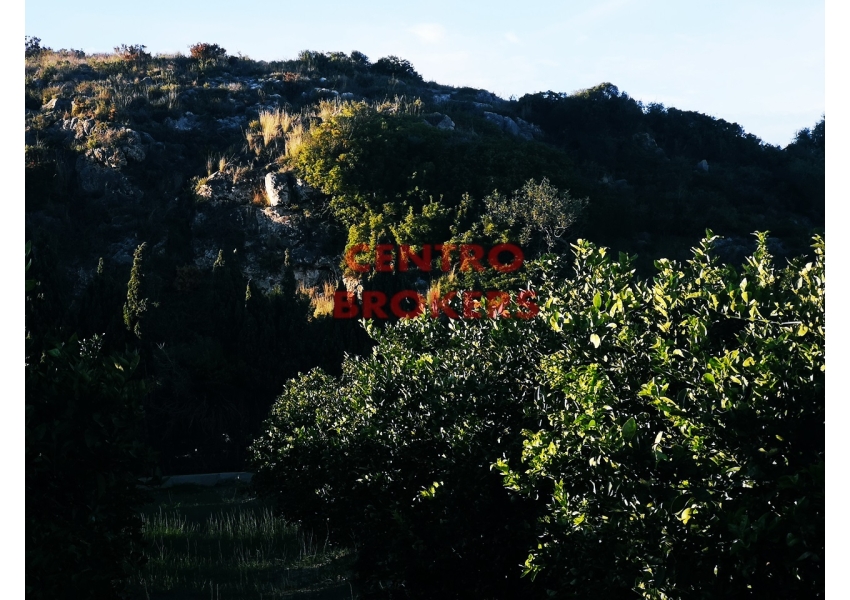 Sad pomarańczowy w Hiszpanii w Culllera idealny pod kampera